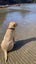 Nala 5yr Girl Mixed Breed Dog Orewa Carousel 10