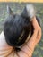 Rabbit cute baby mini lops Carousel 4