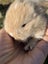 Rabbit cute baby mini lops Carousel 2