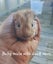 Gorgeous Baby Guinea Pigs, pick up Helensville Carousel 3