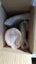 Old Tupper - Millionaire Line - set of 6 trios - date to the 40s or 50s Carousel 13