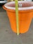 Salad spinner, large Carousel 7