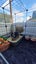 2 Netherland Dwarf x Rex Bunnies Carousel 3