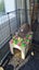 2 Netherland Dwarf x Rex Bunnies Carousel 4