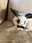 Baby Rex Rabbits Carousel 1