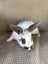 Baby Rex Rabbits Carousel 4