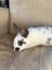Baby Rex Rabbits Carousel 5