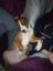 Teagan (Ellie's Canine Rescue & Rehome) Carousel 2