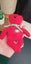 Vintage / Retro 1999 Osito TY Beanie Baby • Red • Mexican Flag • $1 Reserve Carousel 2