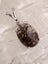 Copper Rutile Quartz Pendant in solid 925 Silver Carousel 3
