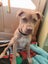 Danica (Ellie's Canine Rescue & Rehome) Carousel 3