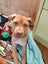Danica (Ellie's Canine Rescue & Rehome) Carousel 7