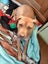 Danica (Ellie's Canine Rescue & Rehome) Carousel 9