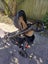 Phil and Ted's pram with double seat Carousel 6
