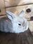 Cute pure bred mini-lops Carousel 1