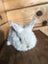 Cute pure bred mini-lops Carousel 3