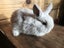Cute pure bred mini-lops Carousel 4