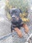 Rottweiler Carousel 1