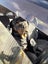 Rottweiler Carousel 2
