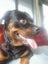 Rottweiler Carousel 3