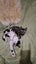Laurel & Fern - bonded sisters available for adoption Carousel 2
