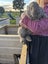 Purebred Flemish giant baby rabbits Carousel 1