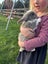 Purebred Flemish giant baby rabbits Carousel 4