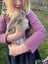 Purebred Flemish giant baby rabbits Carousel 7