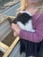 Purebred Flemish giant baby rabbits Carousel 8