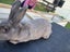 Purebred Flemish giant baby rabbits Carousel 9