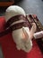 Purebred Flemish giant baby rabbits Carousel 10