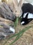 Purebred Flemish giant baby rabbits Carousel 12