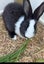 Purebred Flemish giant baby rabbits Carousel 13