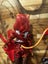 Monster High Fearbook Toralei Carousel 3
