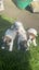 Long haired Jack Russel pups Carousel 5