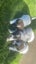 Long haired Jack Russel pups Carousel 4