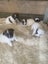Long haired Jack Russel pups Carousel 6