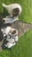 Long haired Jack Russel pups Carousel 8