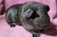 Healthy Baby Guinea Pigs Carousel 3