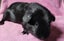 Healthy Baby Guinea Pigs Carousel 4