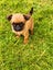 Purebred Brussels Griffon Carousel 3