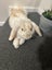 Mini Lop Rabbit – Looking for a New Home Carousel 2