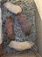 Guinea Pigs Carousel 2