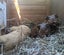 Guinea Pigs Carousel 4