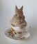 Gorgeous rabbits for sale, Jersey Wooly, Netherland Dwarf, pick up Helensville Carousel 1