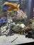 Juwel 450L full set up - CLOWN LOACHES Carousel 13
