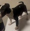 English bull terrier Carousel 3