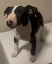 English bull terrier Carousel 4