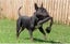 English bull terrier Carousel 5
