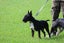 English bull terrier Carousel 6